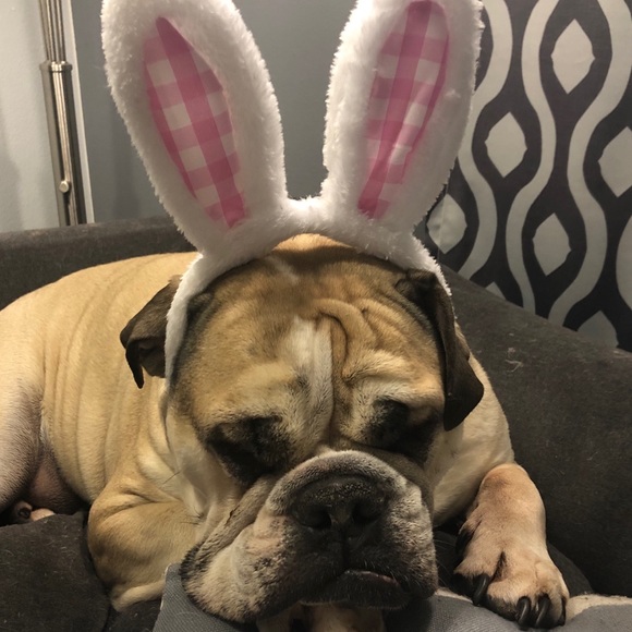 Welcome to my closet! Enjoy a few pictures of my bully and his baby ❤️❤️ - Picture 16 of 16